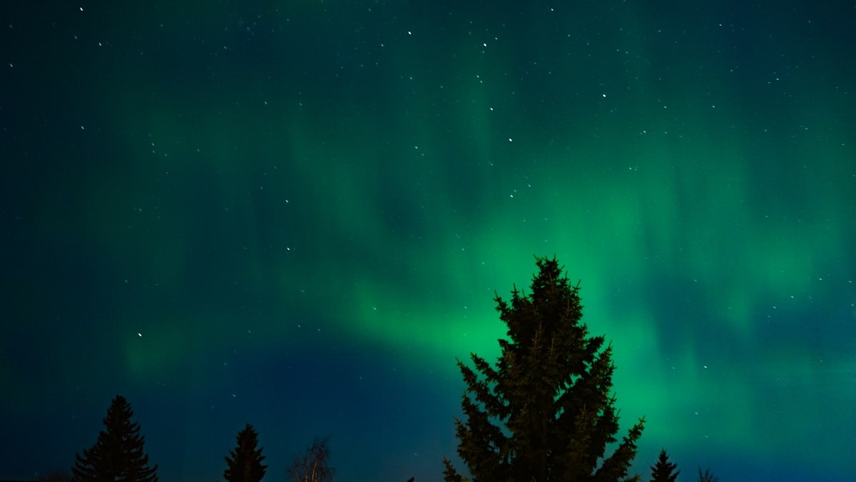 View of the Northern Lights from downtown Calgary.